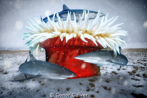"Winter Tree" sharks are under threat and need our protec... by Conor Culver 